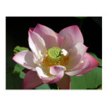 Lotus Wenskaart