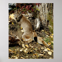 Lounging de Lynx de Sibérien Poster