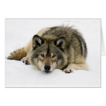 Loup Carte De Vœux