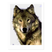 Loup gris carte postale
