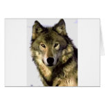 Loup gris cartes de vœux