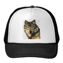 Loup gris casquette