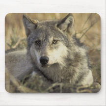 Loup gris magnifique tapis de souris