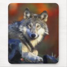 Loup gris, photo numérique d'espèce menacée tapis de souris