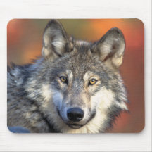 Loup gris renversant tapis de souris