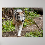 Loup Posters