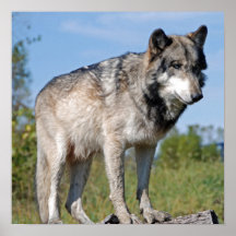 Loup Posters