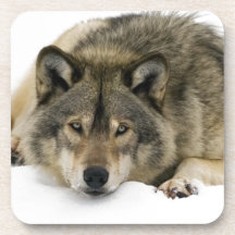 Loup Sous-bock