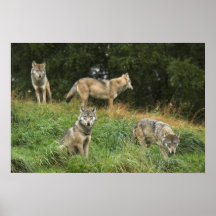 Loups canadiens dans l'affiche/copie sauvages