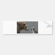 L'ours grisonnant rencontre le raton laveur autocollants pour voiture