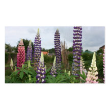 Lupin Carte De Visite