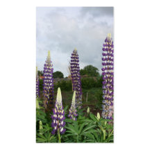 Lupin Carte De Visite