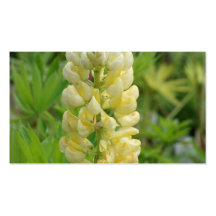 Lupin Carte De Visite