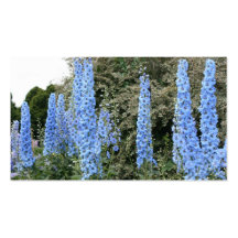 Lupin Cartes De Visite Professionnelles