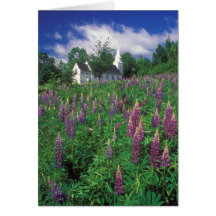 Lupines de colline de sucre et montagnes de blanc  cartes de vœux