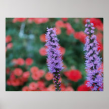 Lupines en fleur posters