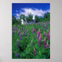Lupines et église de colline de sucre posters