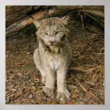 Lynx_0173 canadien affiche