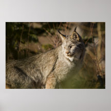 Lynx Affiche