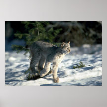 Lynx de Canada fonctionnant sur la neige Affiche