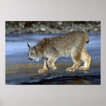 Lynx de Canada, hiver Posters