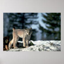 Lynx de Canada sur la neige Affiches