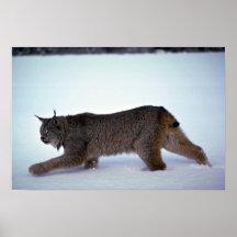 Lynx de Canada sur la neige Affiches