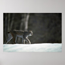 Lynx de Canada sur la neige Affiches