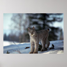 Lynx de Canada sur la neige Posters