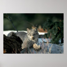 Lynx de Canada sur la neige Posters