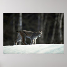Lynx de Canada sur la neige Posters
