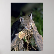 Lynx eurasien, jeune chaton affiches