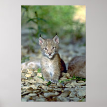 Lynx eurasien, jeune chaton posters