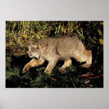 Lynx Poster