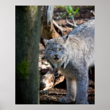 Lynx Poster
