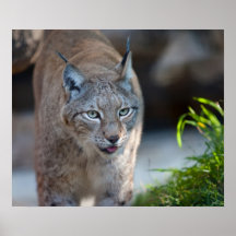 Lynx Affiche