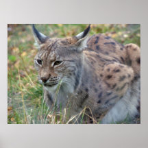 Lynx Affiche