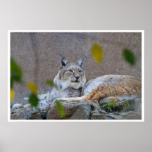Lynx Affiches