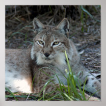 lynx sibérien 017 posters
