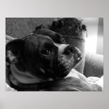 Mabel: De Hond van de bokser Poster