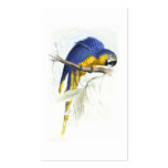 Maccaw bleu et jaune par Edward Lear Cartes De Visite Professionnelles