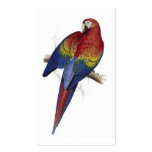 Maccaw rouge et jaune par Edward Lear Modèle De Carte De Visite