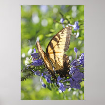 Machaon et plumbago de tigre sur la toile, vertica posters