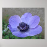 Macro copie d'anémone bleue posters