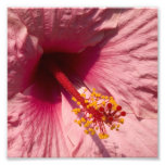 Macro fleur rose de ketmie photographie
