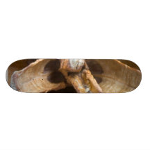 Macro photo d'un cône de pin plateaux de skateboards
