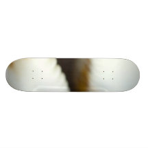 Macro photo d'un coquillage plateau de skate