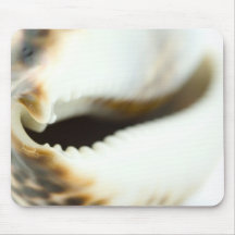 Macro photo d'un coquillage tapis de souris