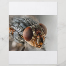 Macro photo d'une mouche prospectus