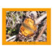 Devant